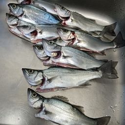 セイゴ（ヒラスズキ）