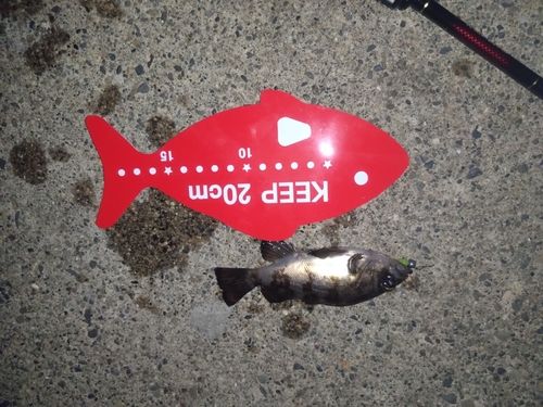 メバルの釣果