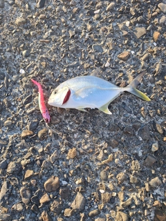 メッキの釣果