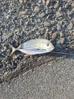 メッキの釣果