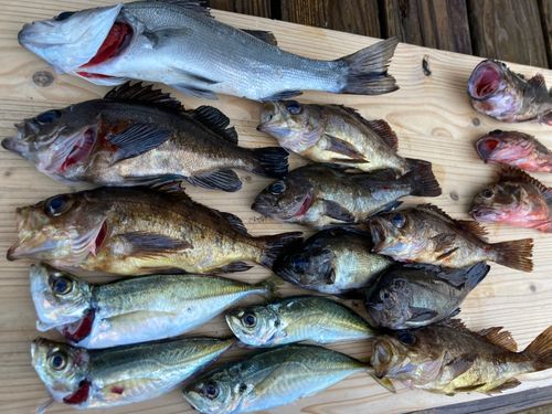 シロメバルの釣果
