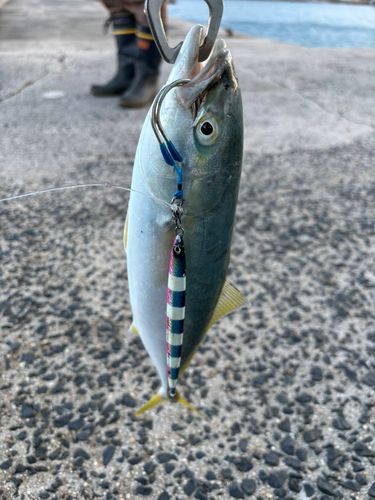 ツバスの釣果