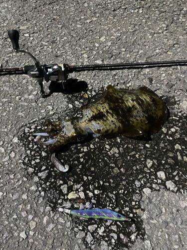 アオリイカの釣果