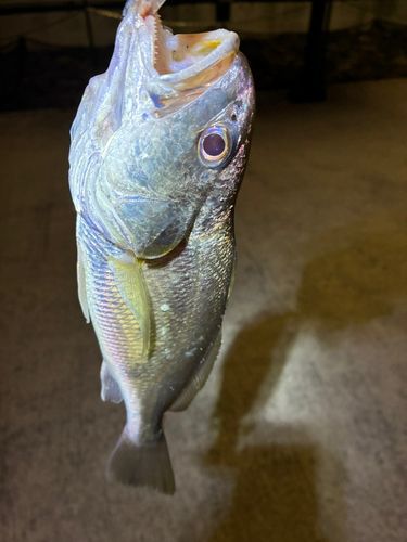 イシモチの釣果