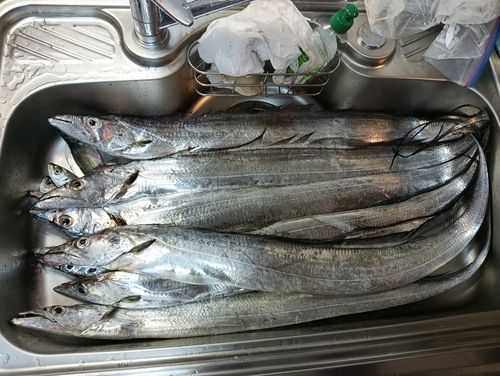 タチウオの釣果