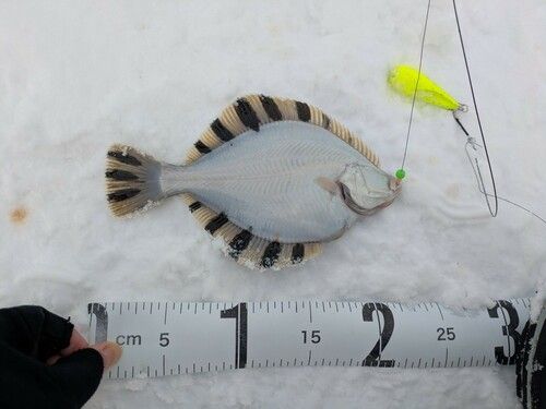 カワガレイの釣果