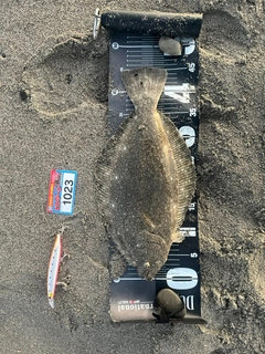 ヒラメの釣果