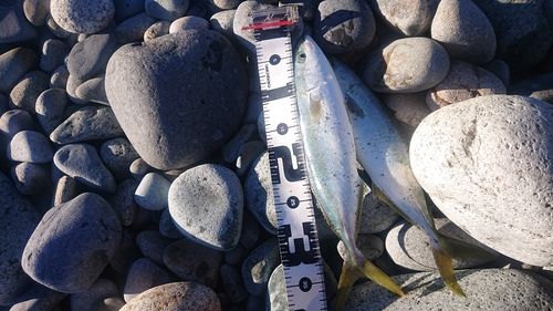 フクラギの釣果