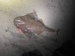 カスザメの釣果