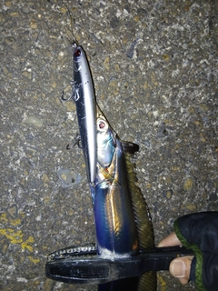 タチウオの釣果