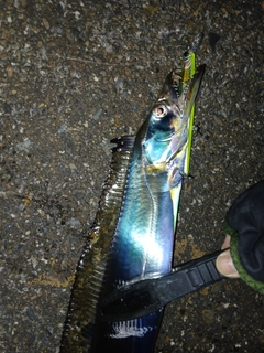 タチウオの釣果