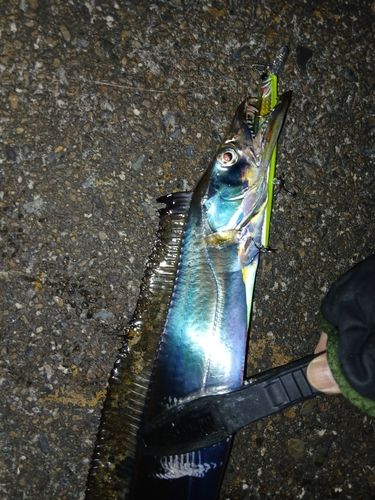 タチウオの釣果