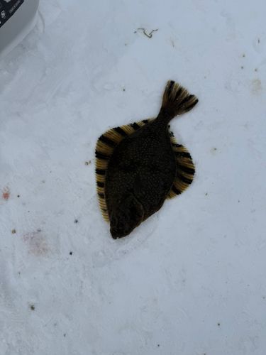 カワガレイの釣果