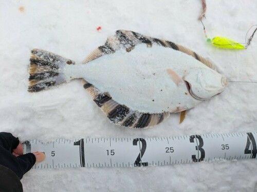 カワガレイの釣果