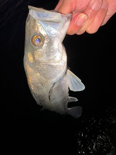 フッコ（マルスズキ）の釣果