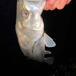 フッコ（マルスズキ）