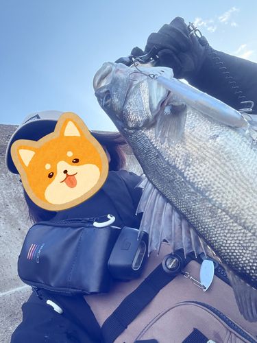 マルスズキの釣果