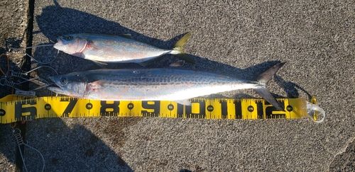 サゴシの釣果
