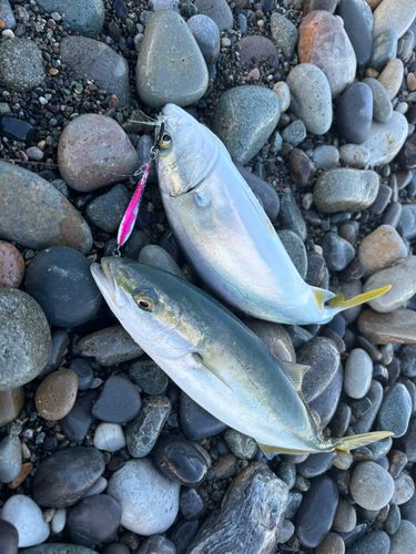 ツバイソの釣果