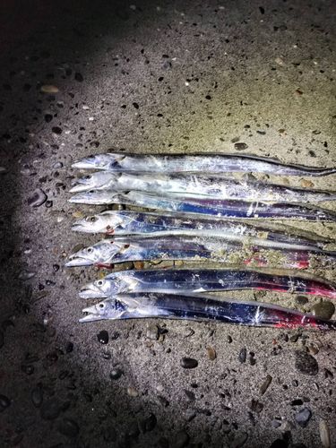 タチウオの釣果