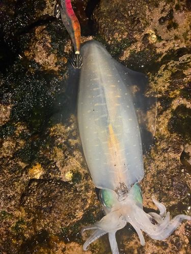 アオリイカの釣果