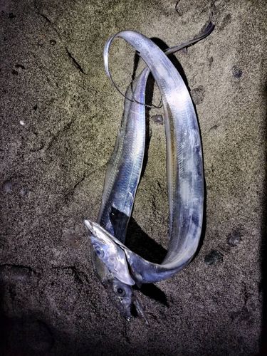 タチウオの釣果