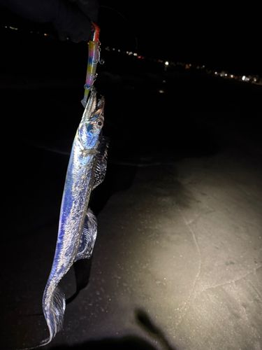 タチウオの釣果