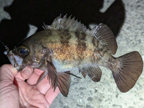 メバルの釣果