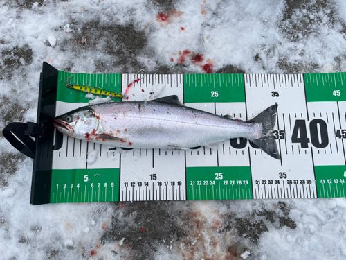 サクラマスの釣果