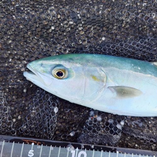 ツバイソの釣果