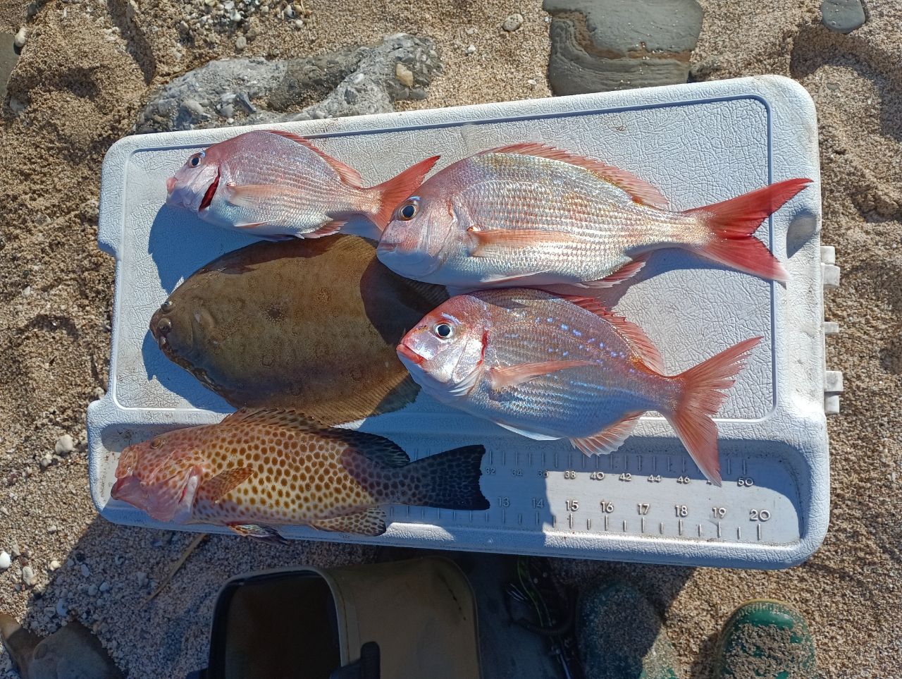 ガンゾウビラメ