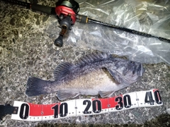 クロソイの釣果