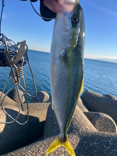 ツバイソの釣果