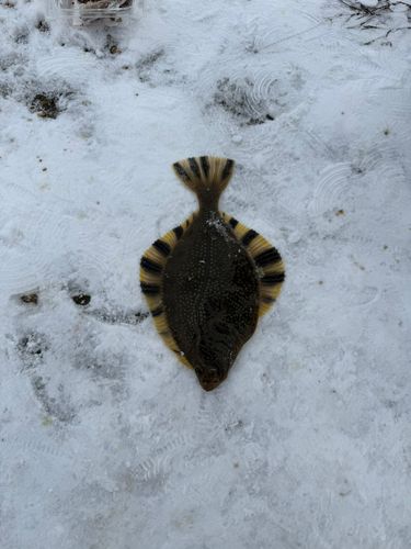 カワガレイの釣果