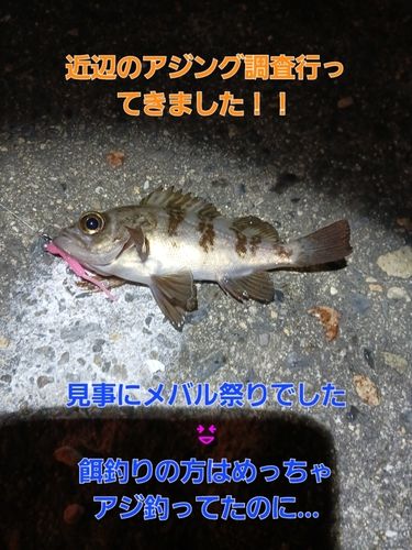 メバルの釣果
