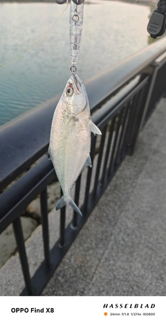 イケカツオの釣果