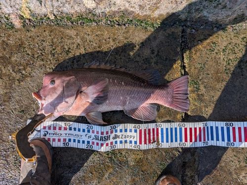 コブダイの釣果