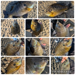 ブルーギルの釣果