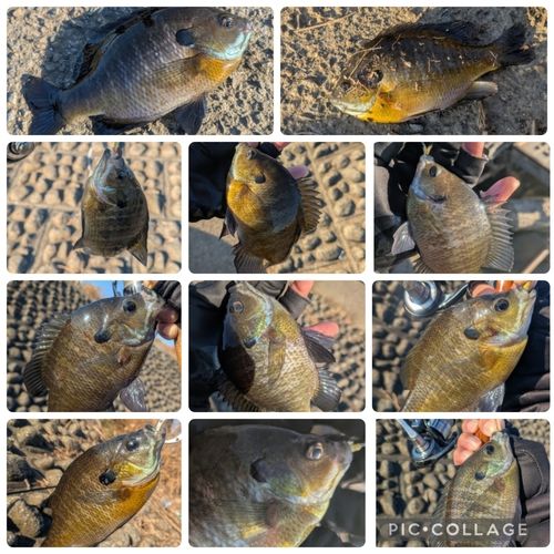 ブルーギルの釣果