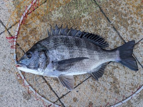 チヌの釣果