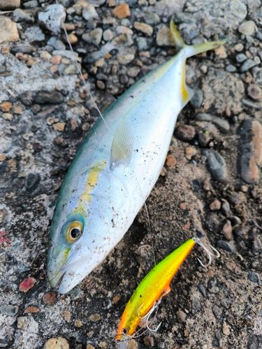 コズクラの釣果