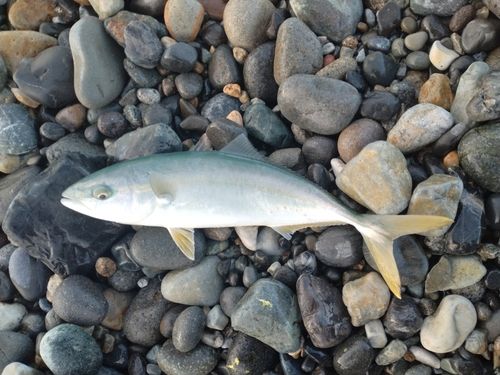 ツバイソの釣果