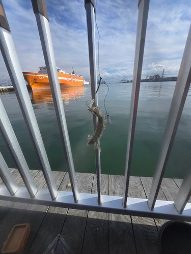 仙台港中央公園