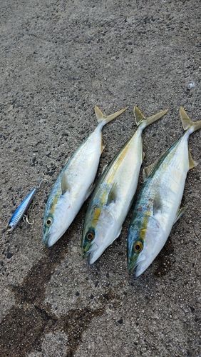 ツバスの釣果