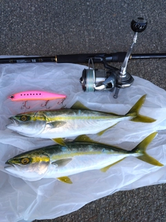 ワカシの釣果