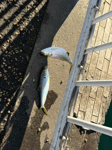 東京湾（アクアライン〜富津）