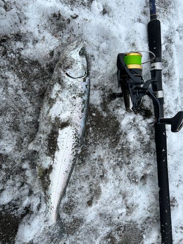 サクラマスの釣果