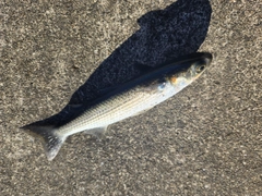 ボラの釣果