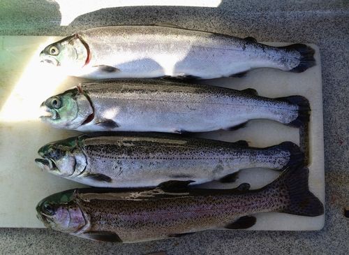 サクラマスの釣果