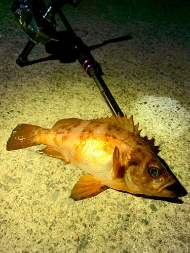 アカメバルの釣果